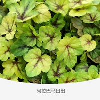 Выпускник Gen Alabama Ri Di 120#