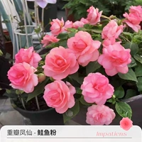 Стоматологический лепесток Phoenix лосось муку 120#