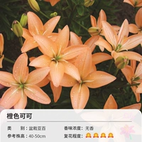 Оранжевый, 14-16см