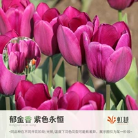 Purple Eternal 5 шаров (5 градусов Ball Week Long 12+)