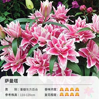 [Fenghua] 3 Цели суровой лепестки Восточной Лили Саманты (16-18 см)