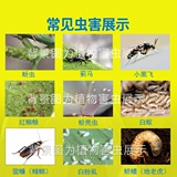 Schiqi Spray Home с санитарными пестицидами.