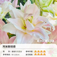 Серьезная восточная лилия Амистанд (18-20 см) 3 гола