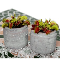 Cordyceps Hongyue flytrap N. Cannibal mosquito repellent mosquito-catching Cordyceps interesting potted plants