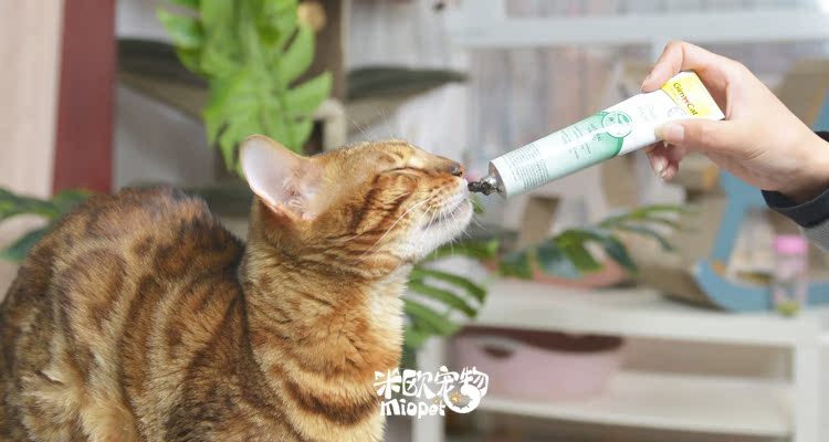 28 tháng 12, 19 | Đức Chunbao Cat Grass Cream Vitamin Active Cat Grass Cream Cream Cream 50g - Cat / Dog Health bổ sung sữa cho chó 6 tháng	