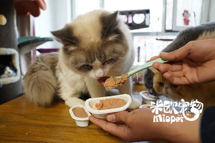 Mio Pet Nhập khẩu Meishi Mèo Đóng hộp Hộp cơm trưa Mèo Ăn vặt Không có hạt Thức ăn chính Can Cat Pot 75g - Đồ ăn nhẹ cho mèo hạt catsrang cho mèo con