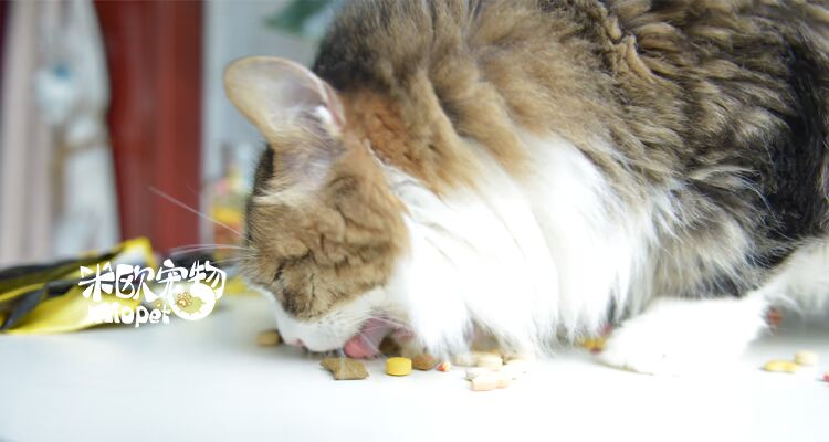 Thú cưng Mio Đức Jun Bao Răng Beauty Cat Snacks Sandwich Crisp Cat Grass Ingots Ball Snacks thức ăn mèo