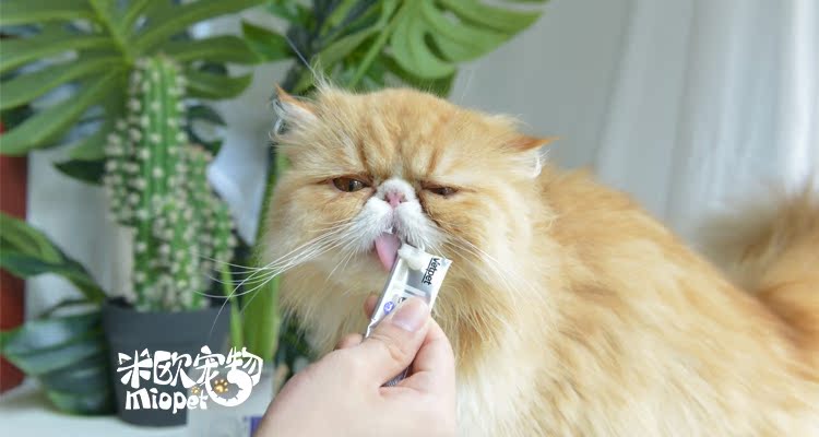 VETPET / chỉ đặc biệt mèo dán men vi sinh 2g điều hòa tiêu hóa mềm phân tiêu chảy nôn - Cat / Dog Health bổ sung sữa cho mèo bầu