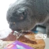 Mio Pet N nghịch ngợm Wanpy Fresh Pack Cat Snack Cat Thức ăn khô 80g / 100g Cat Bibimbap Đối tác ca hop Đồ ăn nhẹ cho mèo
