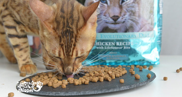 Trâu xanh Blue 爵 无 无 无 猫 猫 猫 猫 猫 猫 - Cat Staples nên cho mèo ăn cơm hay ăn hạt