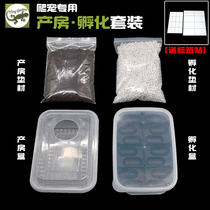 Climbing pet gecko lizard delivery room fat-tailed BAO WEN tumor-tailed gecko laying egg incubation box perlite mat breeding set