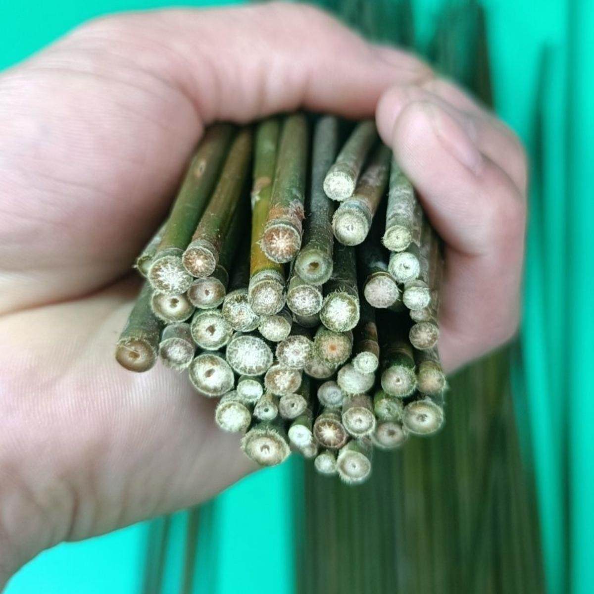 超细新鲜小竹杆:解锁绿色细竹子的N种玩法,从箬竹到二胡弓子,再到幼儿园儿童玩具DIY,你准备好了吗?-竹雕-淘宝百科网