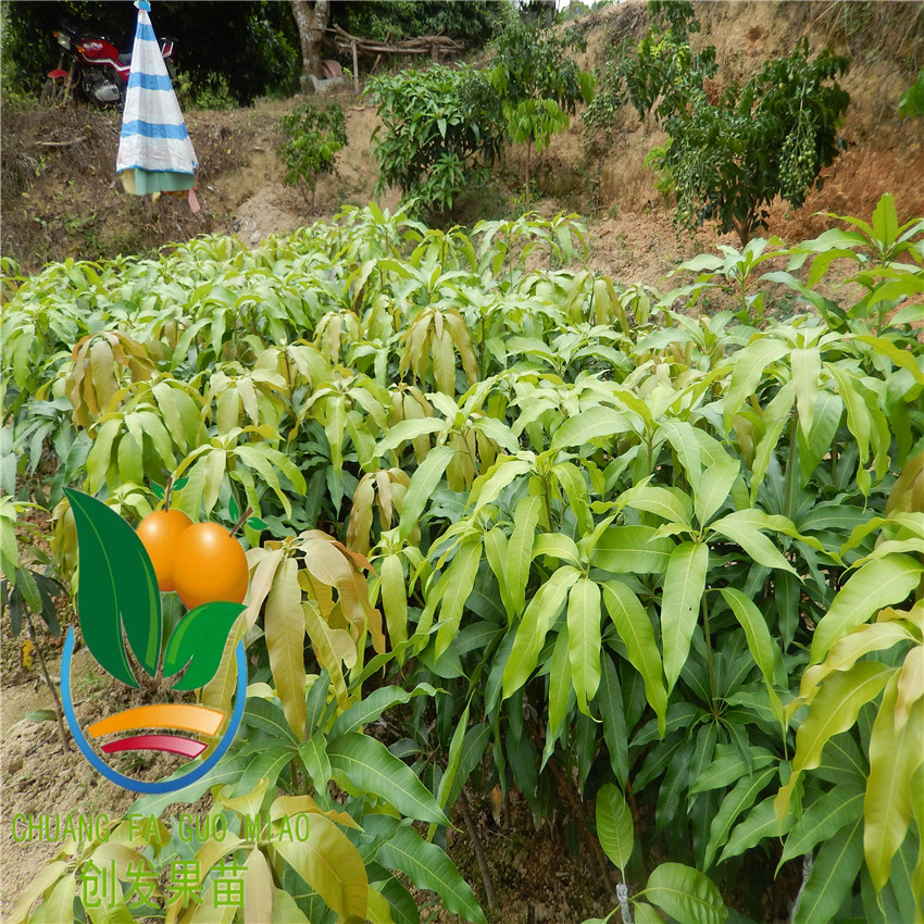 【芒果苗台农一号芒果树苗嫁接芒果树苗当年结