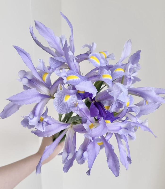 Iris "Many Colors Are Inside" Light Purple~ Super Ethereal (2 Pieces with Free Shipping)