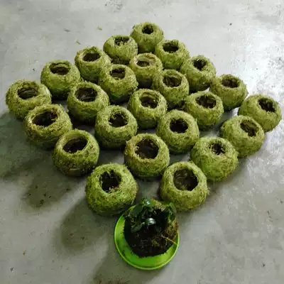 苔玉水苔球石斛兰花基质苔藓干水苔球青苔玉创意无土种植球