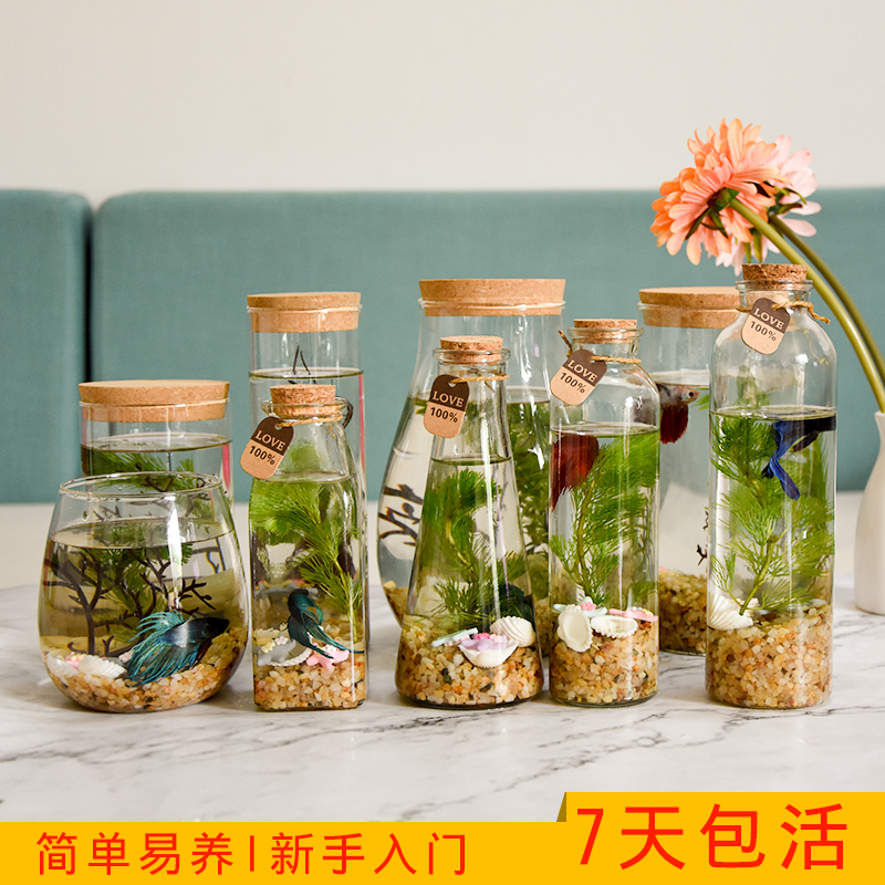 Creative office Small aquarium zebrafish Betta micro-ecological bottle free water glass bottle ecological fish tank