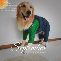 Обычные комбинезоны собак (Kraft Paper)