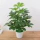 Nhà máy mô phỏng chậu tiền cowpot chậu trong nhà giả hoa trang trí cây xanh bonsai cây giả phòng khách trang trí trang trí - Hoa nhân tạo / Cây / Trái cây hoa mai giả