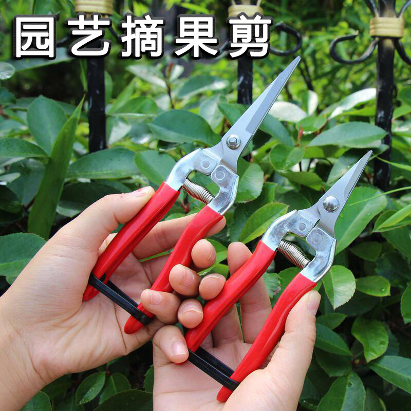 Fruit picking scissors thin fruit scissors flower arrangement pruning scissors fruit oranges oranges vegetable picking scissors grape scissors fruit picking scissors