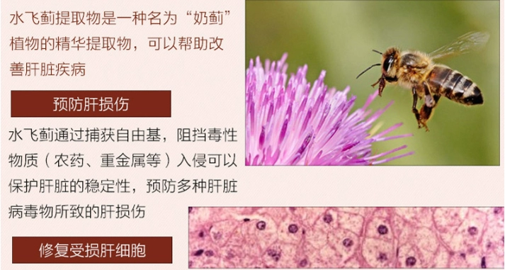 2 chai silybin viên nang 90 viên giải độc gan sản phẩm y tế gan cây kế gan và gan kho báu đêm và đêm nhập khẩu Mỹ - Thức ăn bổ sung dinh dưỡng viên uống omega