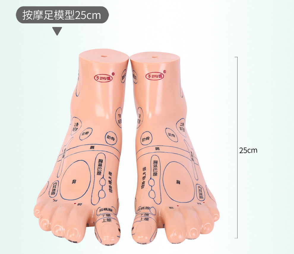 脚模型超清晰软质刻字脚模型反射区 点穴按摩足底穴位模型 足模