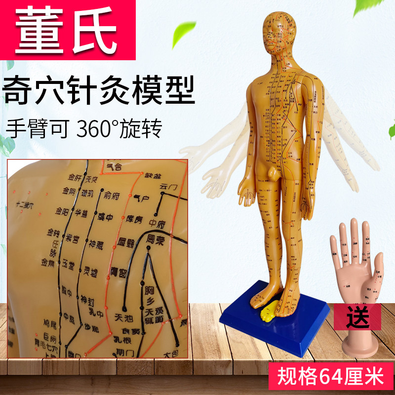 64cm董氏奇穴人体穴位模型经穴模特针灸十二经络按摩推拿刻字清晰