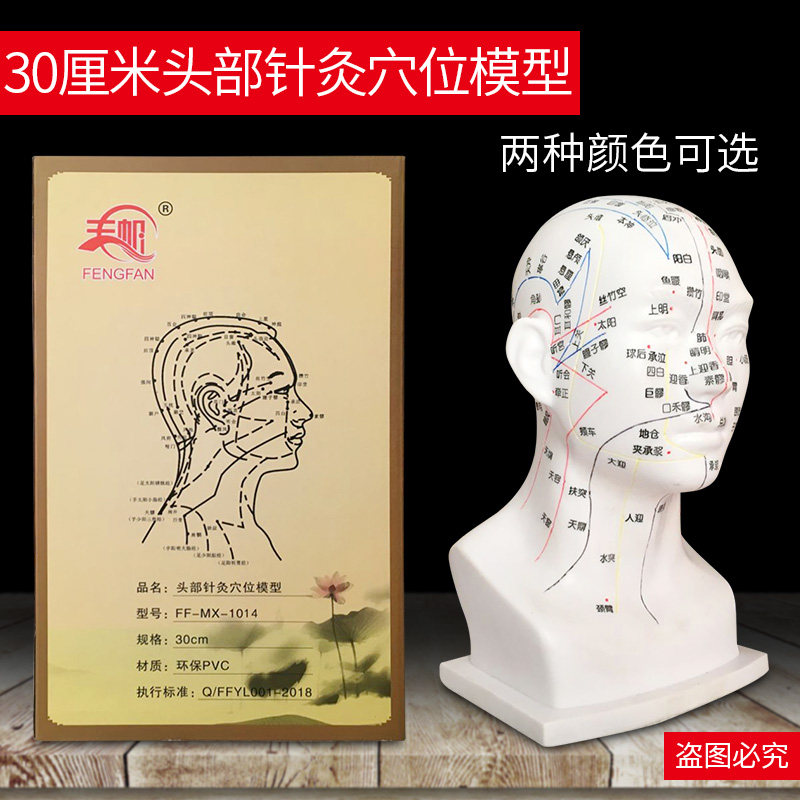 包邮人体头部穴位模型中医教学经络图大头部30厘米针灸腧穴按摩