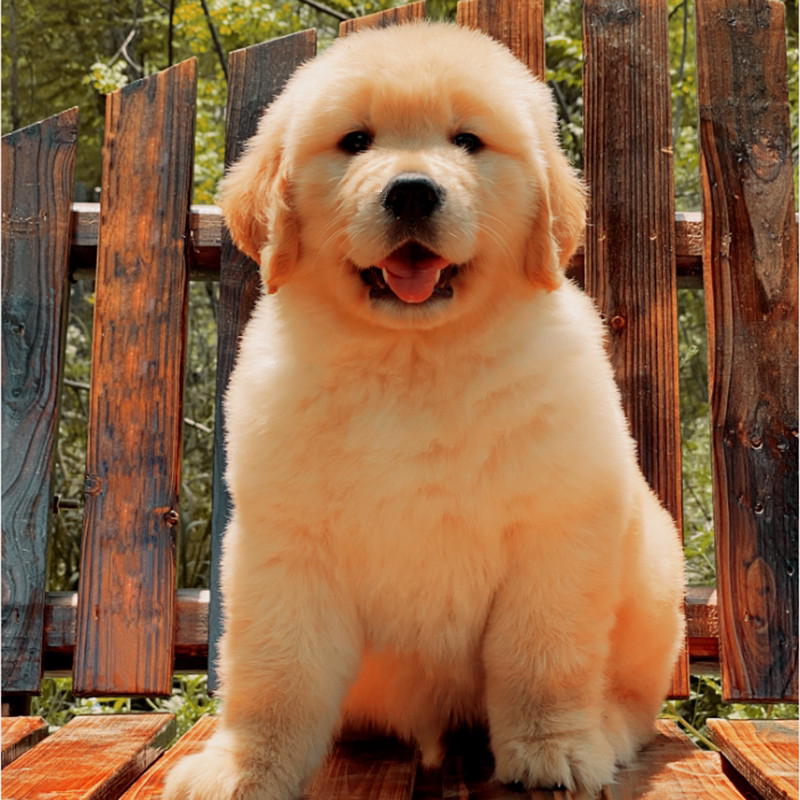 Pure breed Kim Mao Sama Moteddi Labrador Bio Bear side Shepherd Bull Diha Alaska Dog Clothes-Taobao