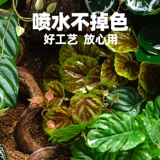 Восхождение на ландшафтные заводы для ландшафта животных живут в крабе, ящерица земли, ящерицы для подъема дождевых лесов Зеленые растения, чтобы избежать декоративных украшений