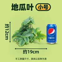 【Маленькие листья сладкого картофеля