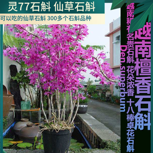 中国 存星 花草彫 煎茶盆 香盆 輪花盆 N 8081A （青瓷花盆）