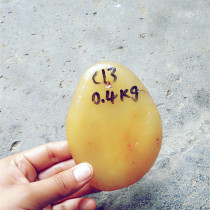 Natural Yellow Dragon Jade yellow wax stone rough stone stone raw stone chicken oil yellow hair C13