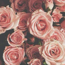 zhe aroma white light ban essence oil brightening to print Xiaozhe fragrance