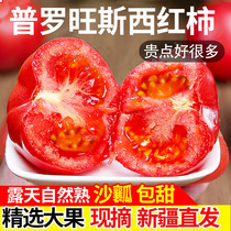 Xinjiang Provence sand pulp tomatoes fresh natural cooked raw eating fruit 5 catties of season tomato whole box