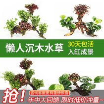 Fish tank Living water Grass Lotus Leaf Peppers Moss Dodge House Turtle Special Green Nine Crown New Sunset Burning Water Grass White Vein Pretzels