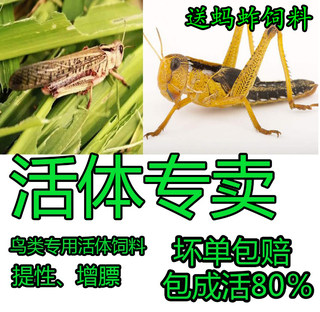 Live Reptile Feed Grasshopper Locusts