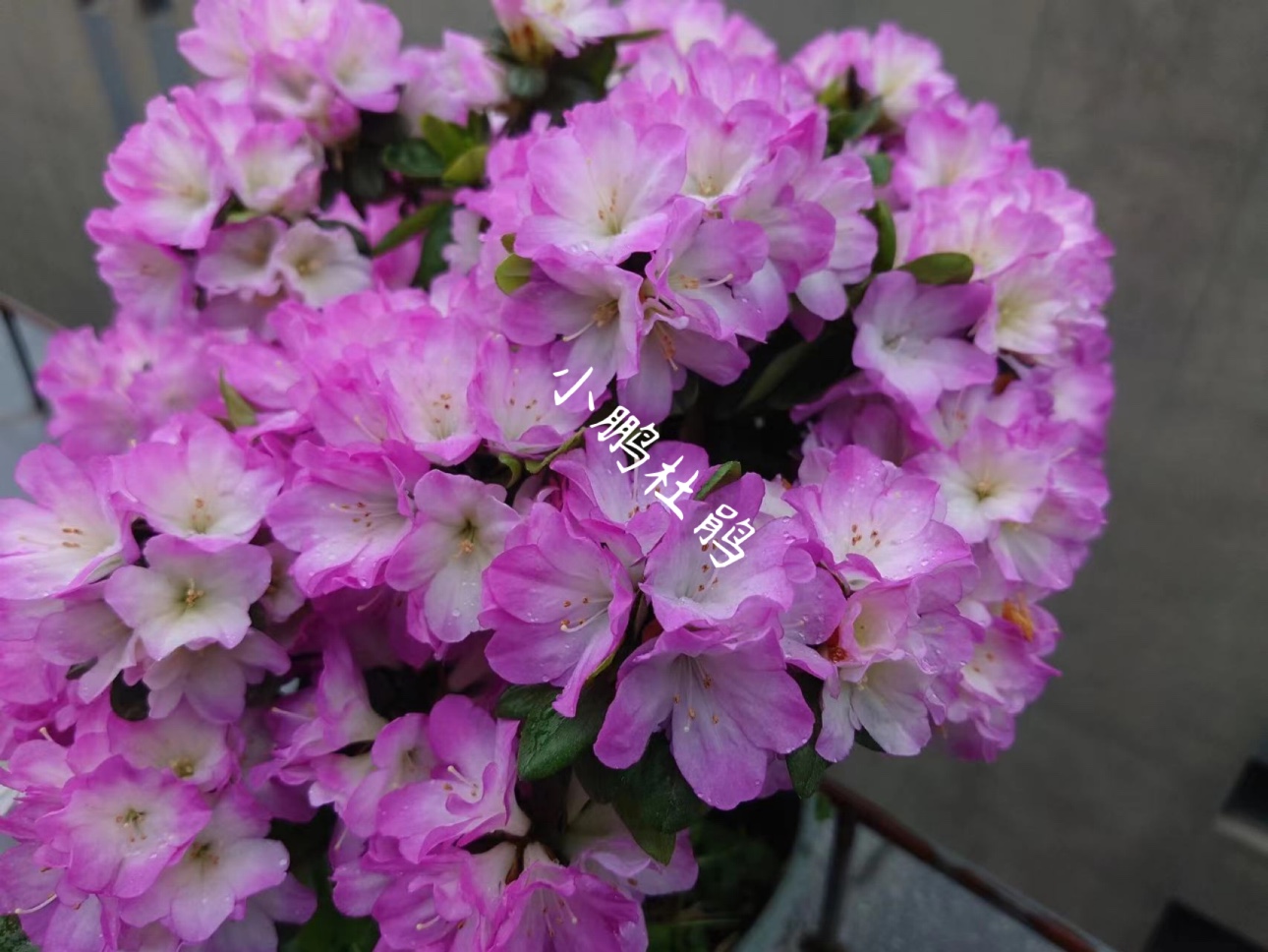 落英缤纷：虹越进口杜鹃粉绣球，让庭院焕然一新