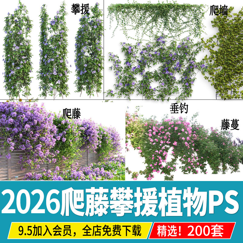 Vine Climbing Plants Climbing Walls, Hanging on Fences, Climbing Roses, Wisteria Effect Images, No-Cut Ps Material Psd