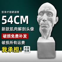 New muscle anatomy gypsum avatar sketch Gypsum model Statue decoration ornaments Gypsum art teaching aids props