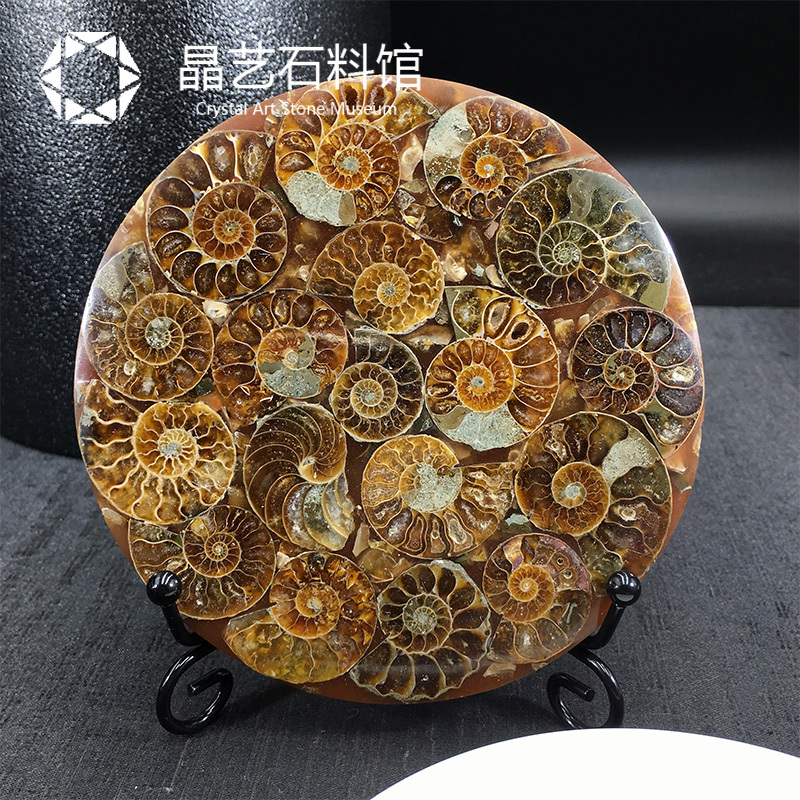 Natural Madagascar Ammonite Fossil Tree of Life Ornament Fossil Slice Home Decoration Teaching Display Piece Natural Madagascar Ammonite Fossil Tree of Life Ornament Fossil Slice Home Decoration Teaching Display Piece