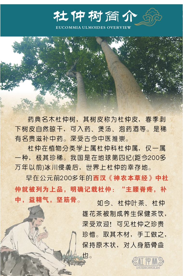Du Zhonglin gối gỗ Du Zhong đốt sống cổ tử cung vòng bằng gỗ gối bằng gỗ gối cổ tử cung gối phòng ngừa và sửa chữa cổ tử cung khó chịu Eucommia bản ghi