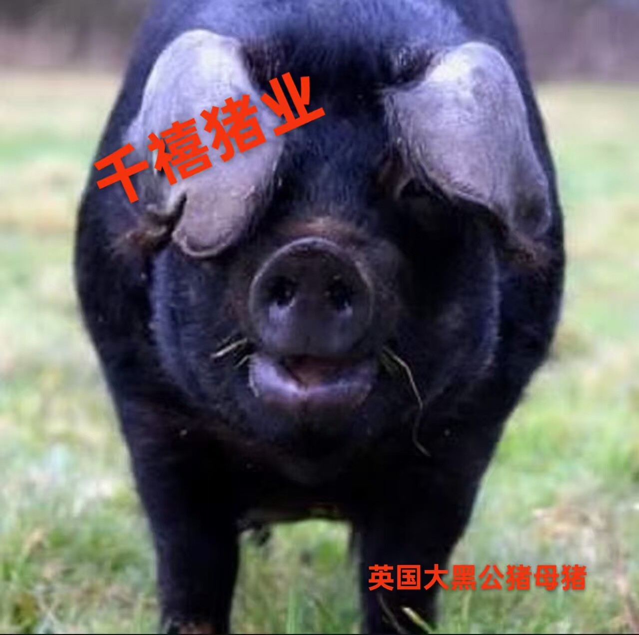 千禧猪业