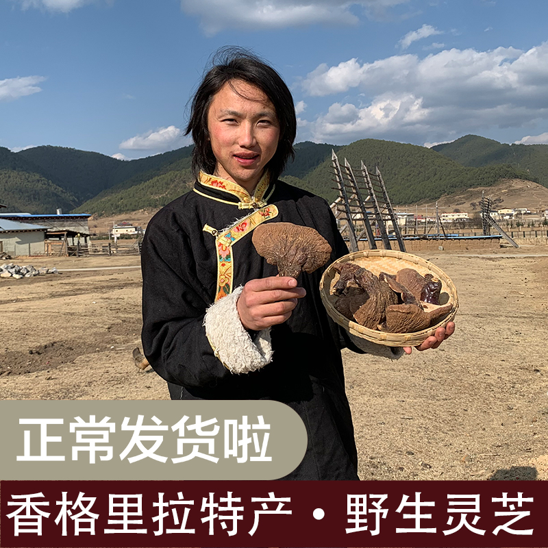 Shangri-La Lucid Lucid 200 gr Wild Sliced Powder Raw Forest Dry Goods Whole Branches Tibetan Lingzhi