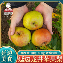 Northeast Yanbian apple pear specialty Longjing apple pear fresh fruit pear single fruit 300g-400g 16 pack