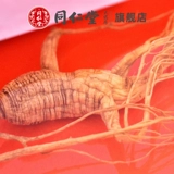 Пекин Тонгрентанг Гинзенцент 11G подарочная коробка северо -восток женьшень специальные продукты Моль Горна Гинзэн свежее вино