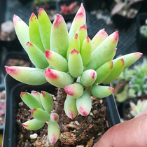  Chinese Fu Niang succulents Sedum family Yinbo brocade Office balcony gardening radiation-proof green plant potted plants