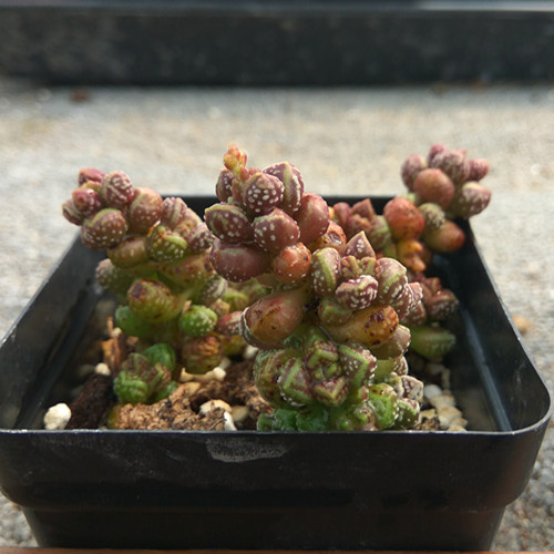 Multi Meat Plant Red Beads New Cute Meat Combined Potted Green Planting Bonsai Office Home Balcony Floral Multimeat