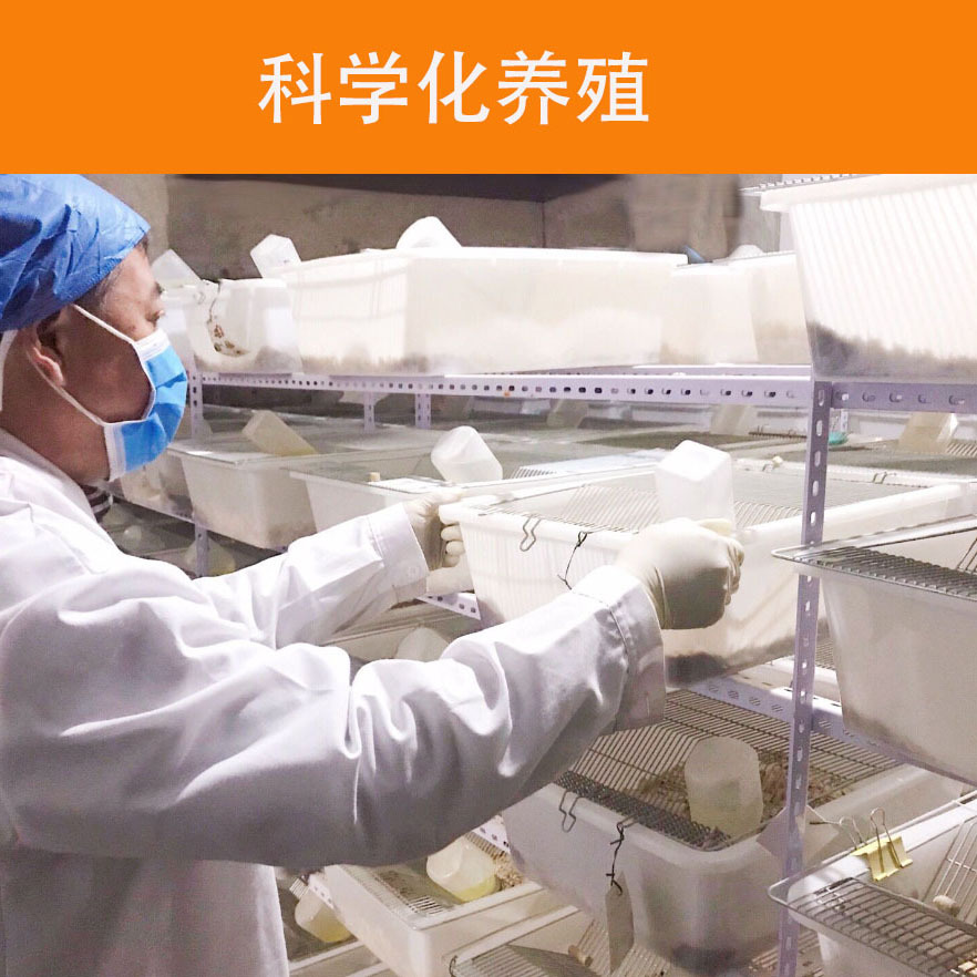 小动物们的奇妙相遇:从幼鼠到宠物饲料