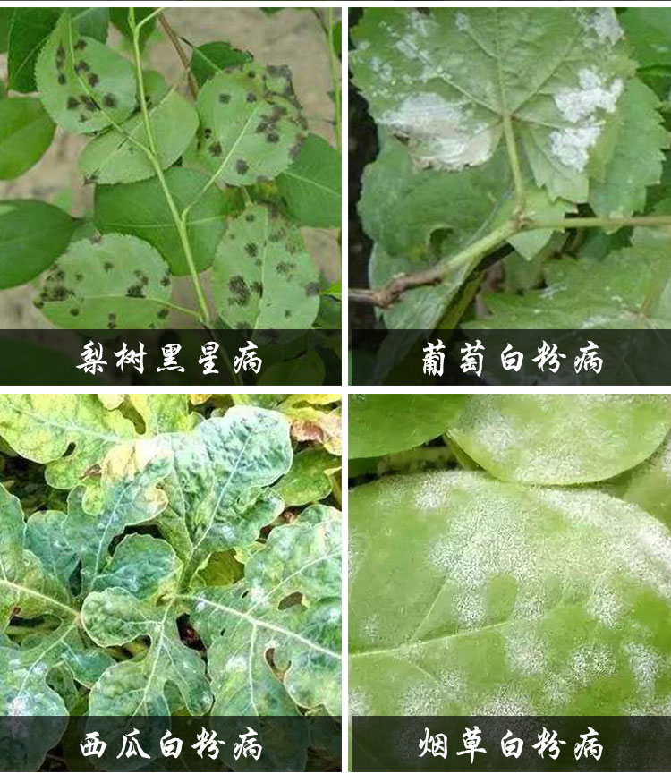 Du fu ling details_04.jpg
