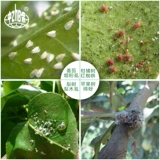 Bayer Acre of Wonger Snails, Германия, этил этилацетозу, красные пауки, порошковые вши, пестициды, пестициды, пестициды, пестициды